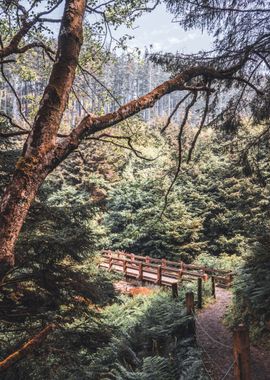 Fairy Tale Forest Oregon