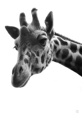 Face to face Giraffe