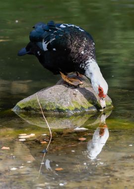 Muscovy duck on pond