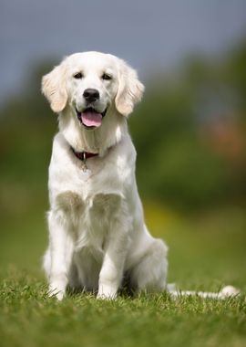 Golden Retriever Dog