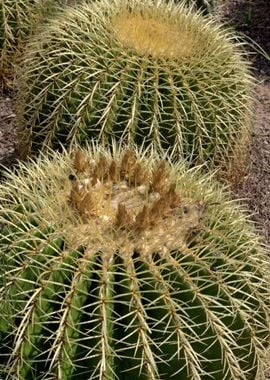 Golden Barrel Cactus 01