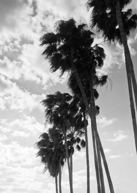 Palm Trees Black White 1