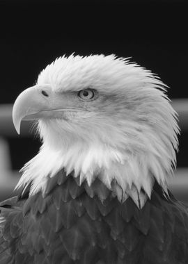 Black White Eagle