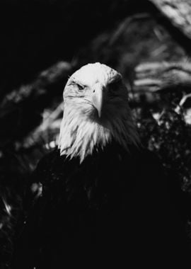 Black White Eagle