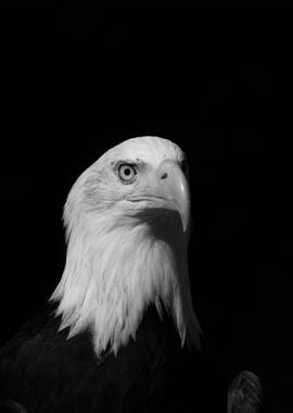 Black White Eagle