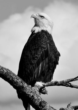 Black White Eagle