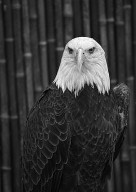 Black White Eagle