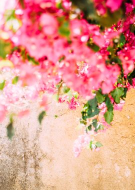 Pink Flowers Canopy