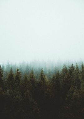 Foggy Forest Trees Nature