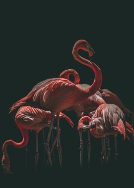 Luxurious Flamingos