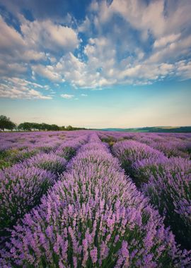 Picturesque lavender land