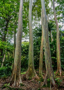 Rainbow Trees Hawaii