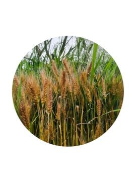 Wheat ears