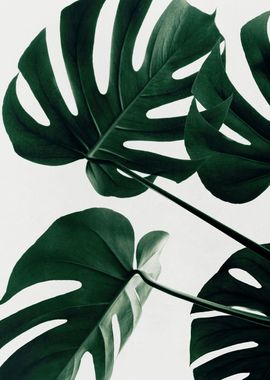 Monstera Natural 43