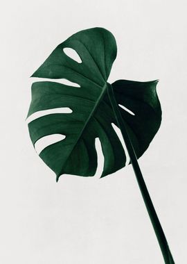 Monstera Natural 07