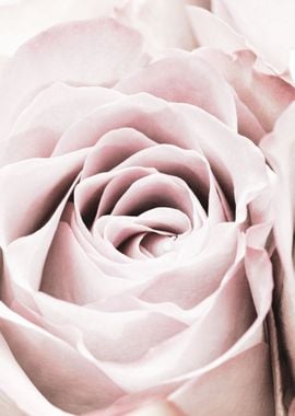 Pink Rose No 06