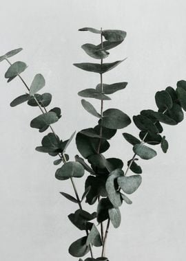 Eucalyptus Natural 01