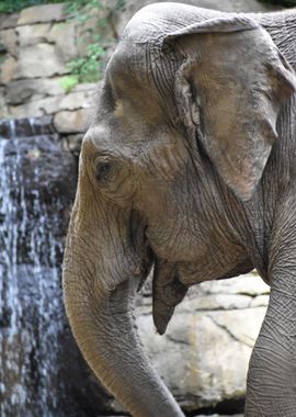 Elephant close up