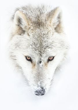 Arctic Wolf Closeup