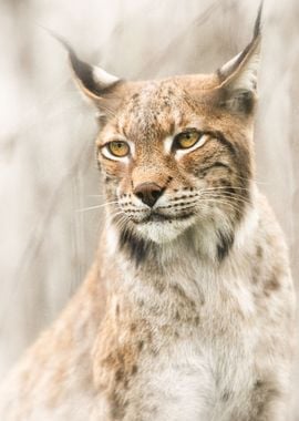 Lynx portrait in the fog