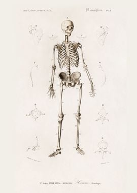 Human Skeleton Illustrated