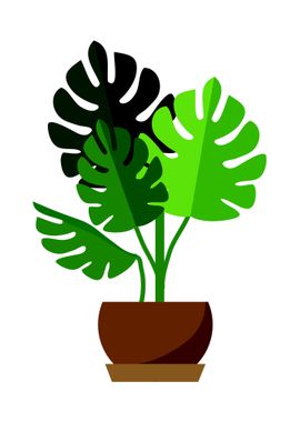 The Monstera Plants