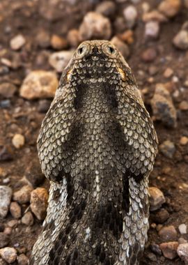 Puff Adder