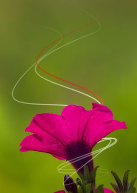 pink flower and lights