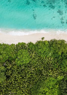 Dreamy Sea Shore Forest