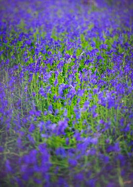 Blue Bells