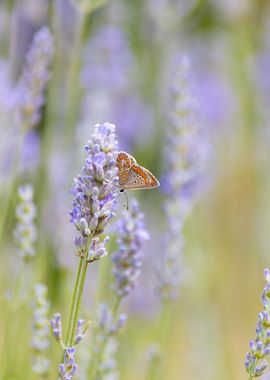 Insect on a flower