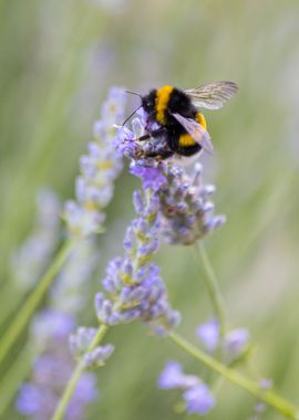 Insect on a flower