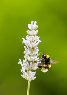 Insect on a flower