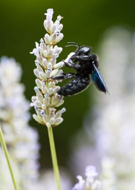 Insect on a flower