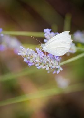 Insect on a flower