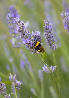 Insect on a flower