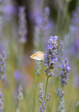 Insect on a flower