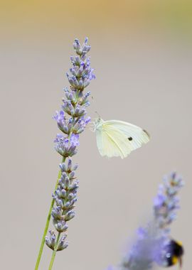 Insect on a flower