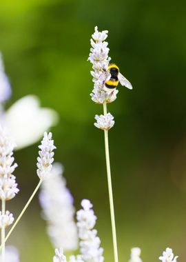 Insect on a flower