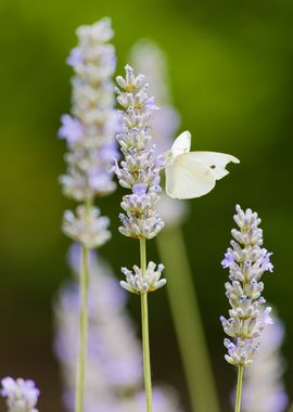 Insect on a flower