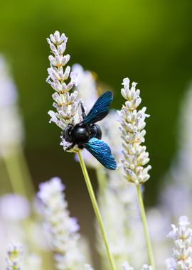 Insect on a flower