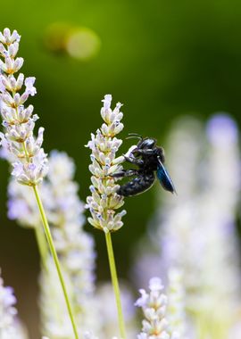 Insect on a flower