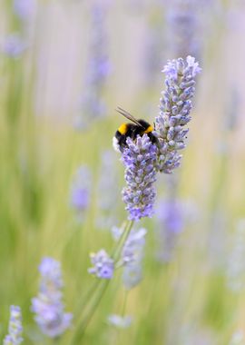 Insect on a flower