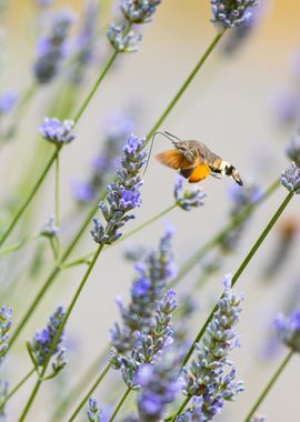 Insect on a flower