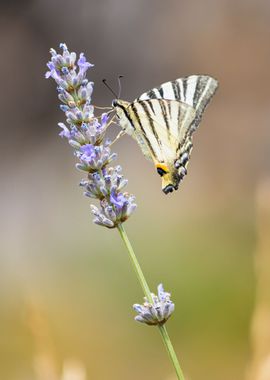 Insect on a flower