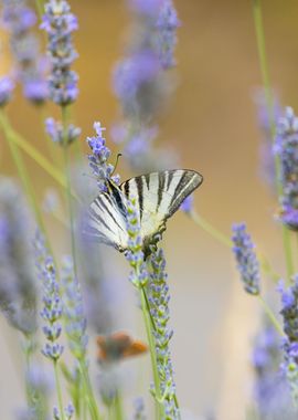 Insect on a flower