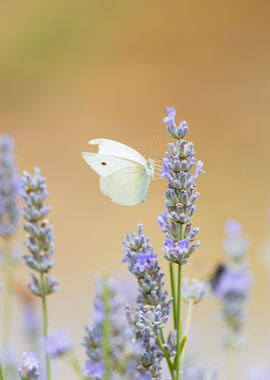 Insect on a flower