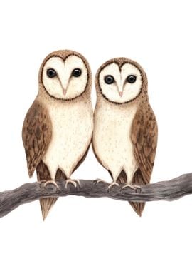 Two Owl Birds