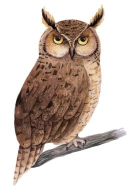 Owl Bird Animal