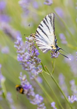 Insect on a flower